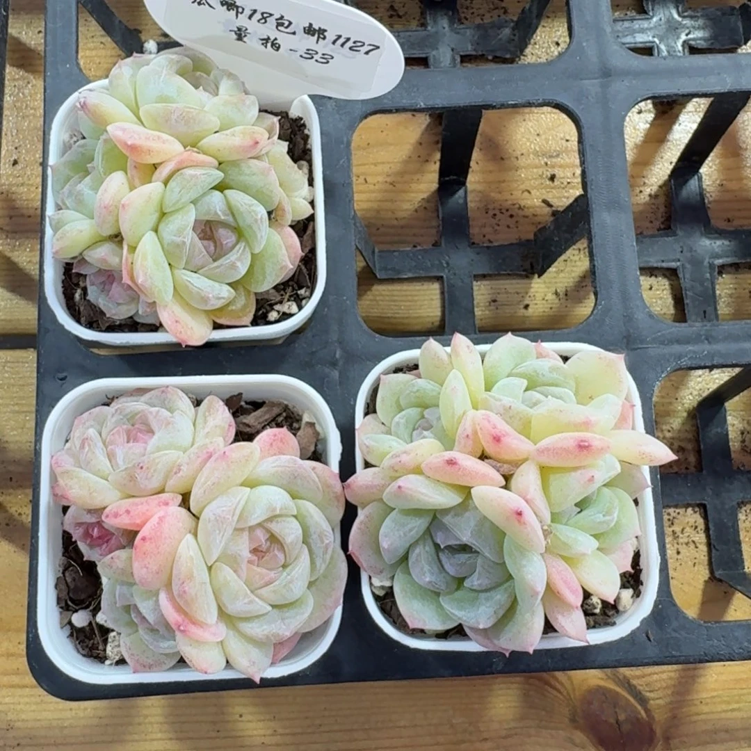 1127-033-粉色不包整一颗量拍带盆土