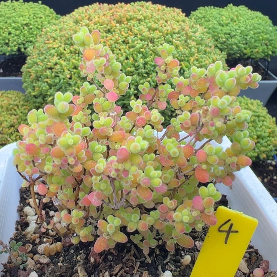 蜜橘糖球4号10cm盆