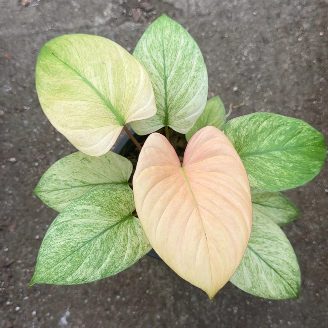 8-1124泰国发货千年健薄荷