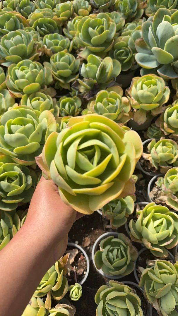 鸡蛋碧桃一箱带盆发货（只包邮不售后 ）