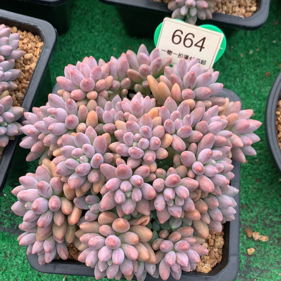 星黛露老桩平头664