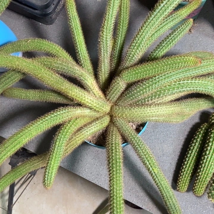 婧***仙人球橙仙子一物一拍寄养