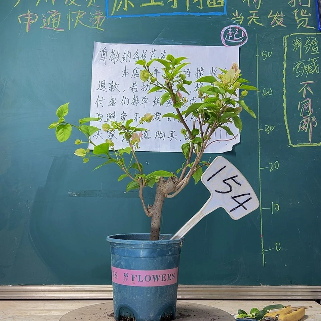 当前无花栽培后可以开花 广红樱  154