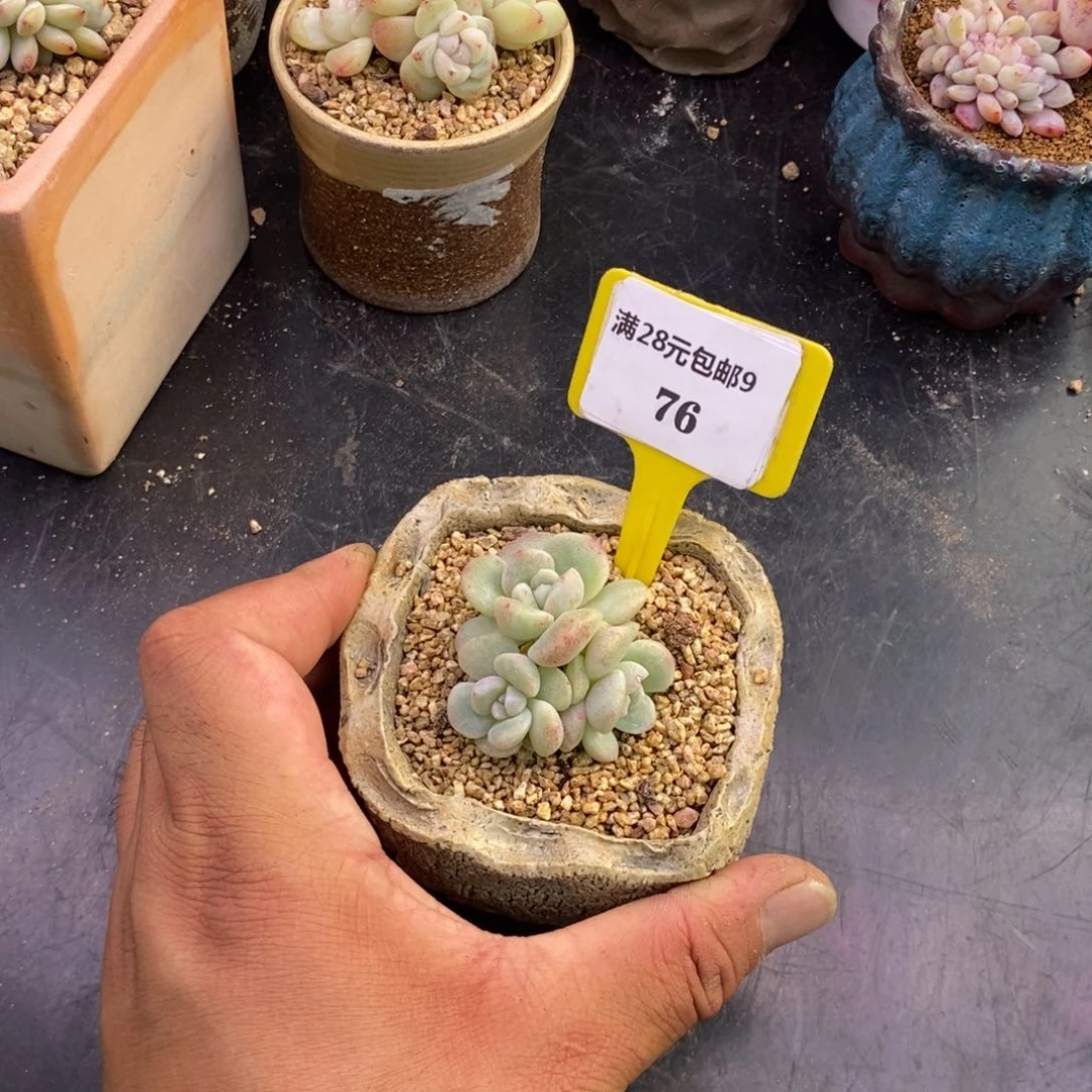 *️****976冰玉石化福利多肉植物