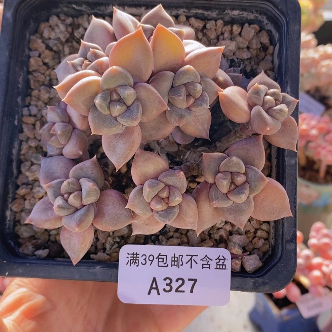 象牙老桩10cm327多肉植物