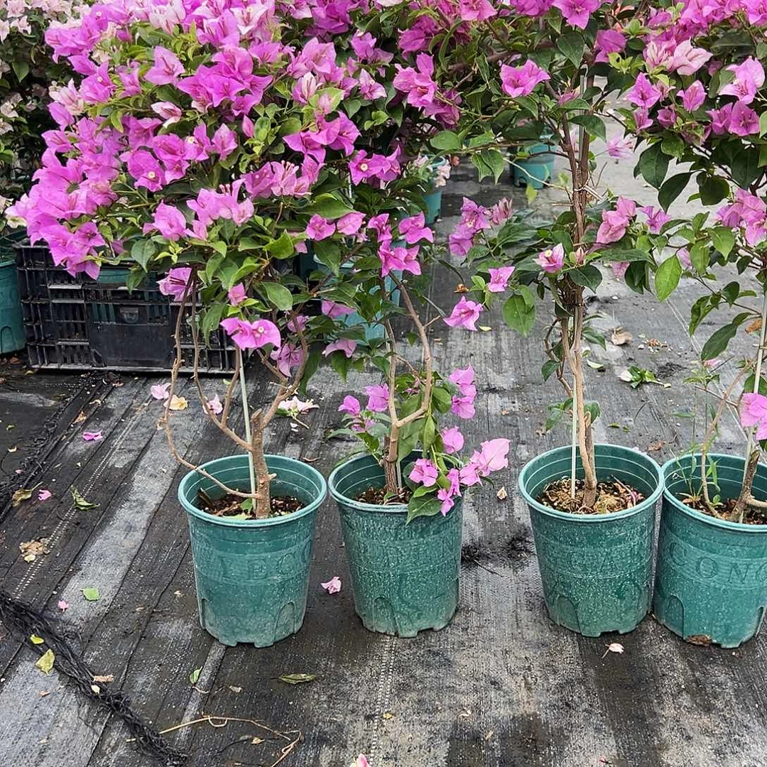 大部分花苞少量开放雪紫带竹一颗