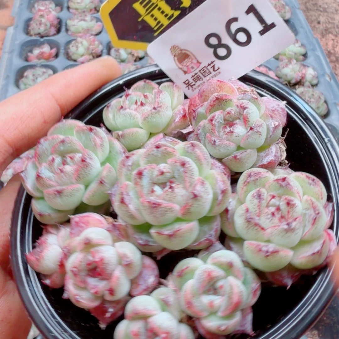 多肉植物多肉植物