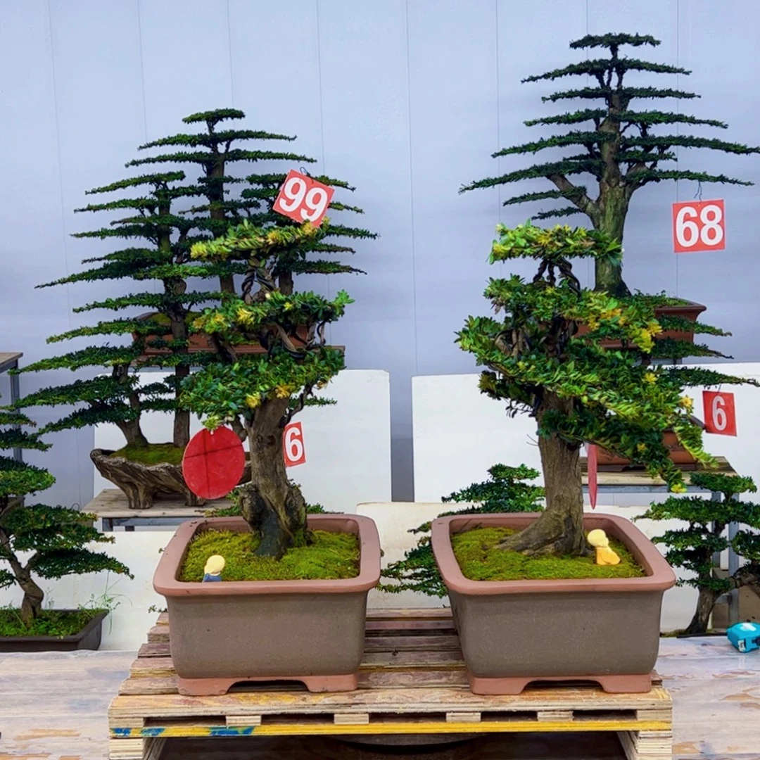 无花朵罗汉松盆景艺术作品