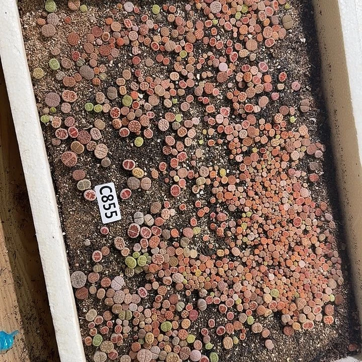 生855石花整筐脱土发货不售后