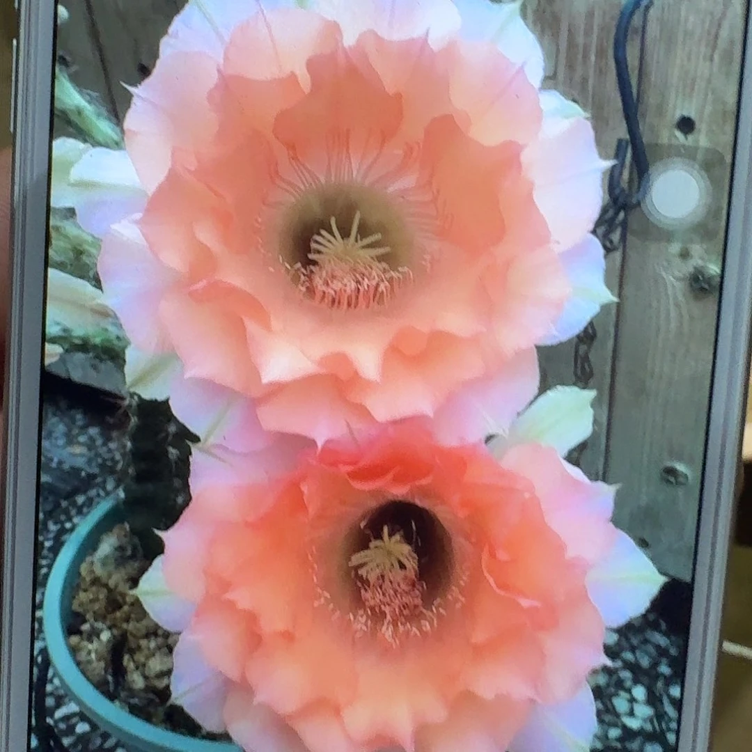 睡美人侧芽4公分彩草