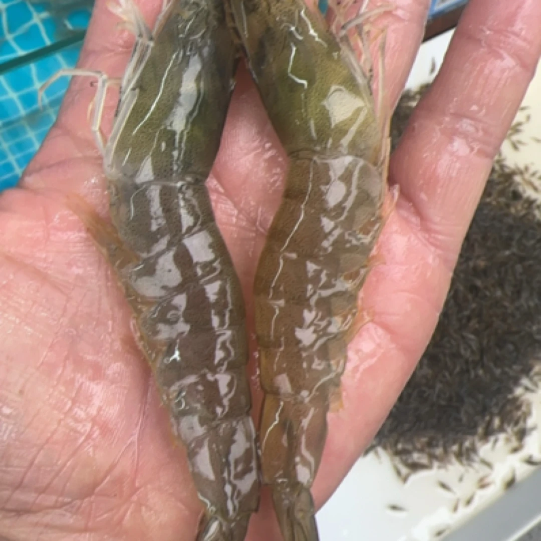 鲜活大虾，50米3斤