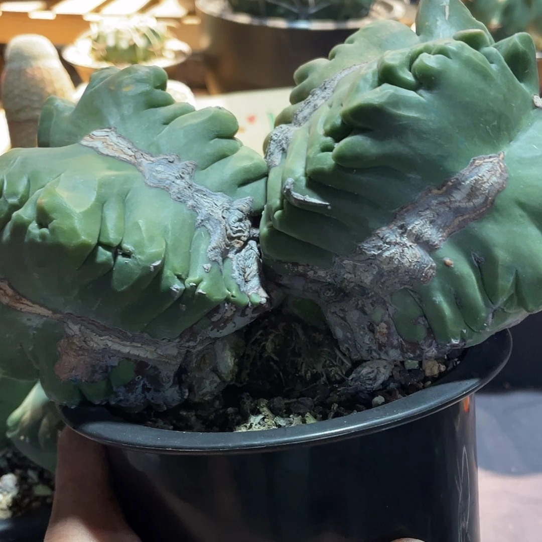 087实生根双头龟甲鸾凤玉23