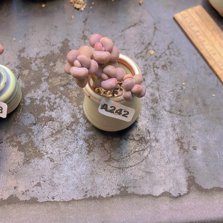 兔***兔一物一拍含盆土满38包邮A242
