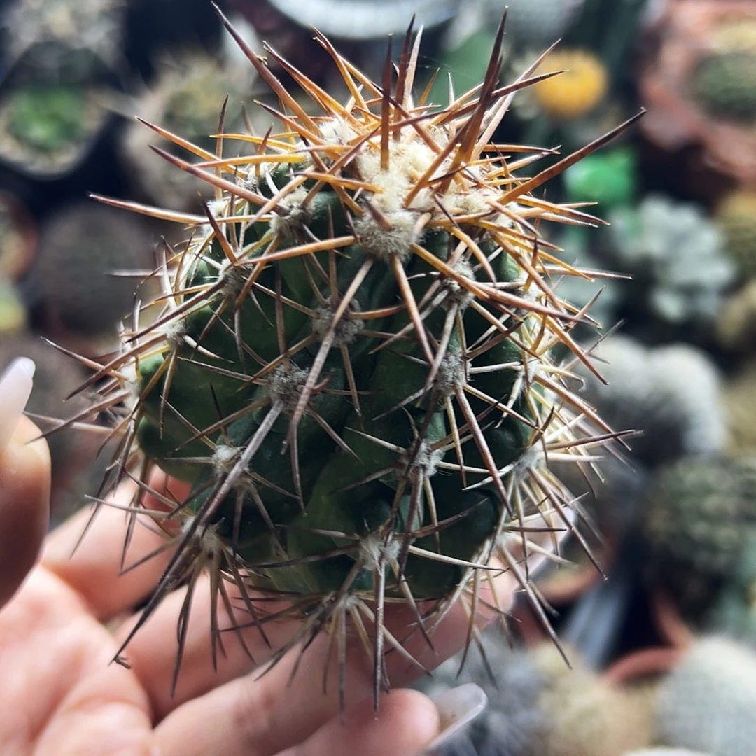 舞龙丸有根仙人球66666