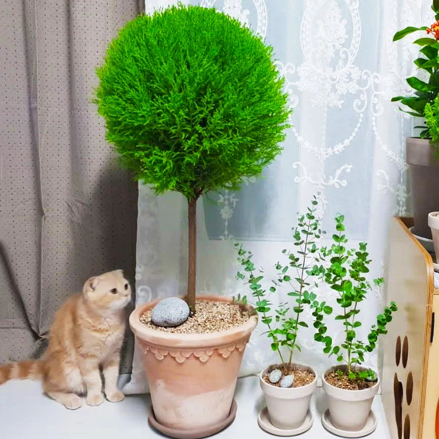 棒棒糖植物香松盆栽室内阳台小花镜高款绿植四季常青好养活圣诞树