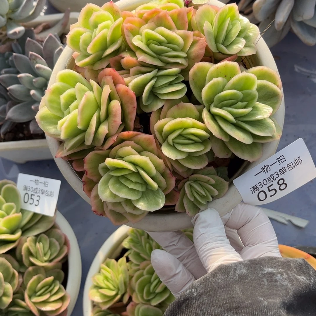 058冰玫瑰锦多肉植物……