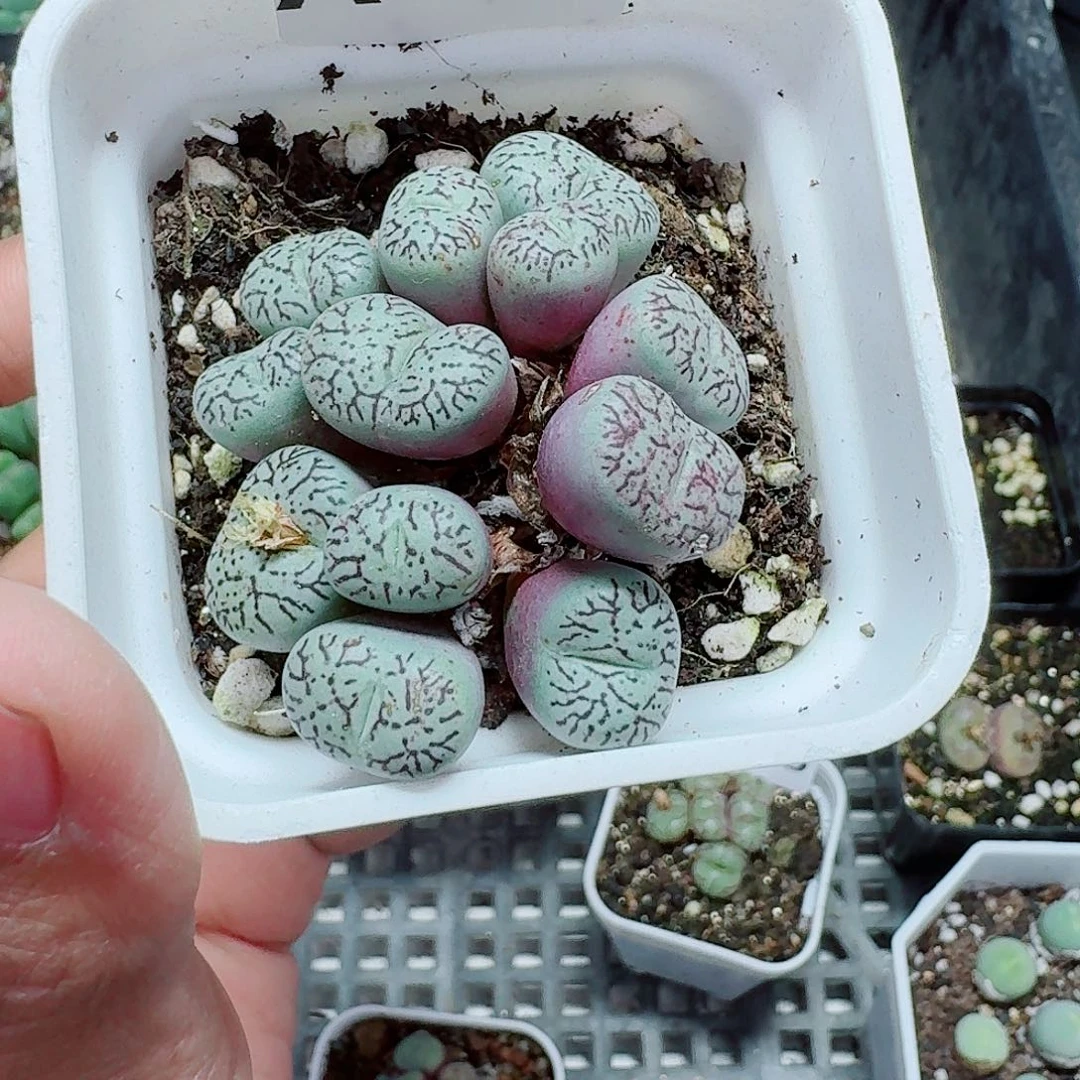 148多肉植物多肉植物