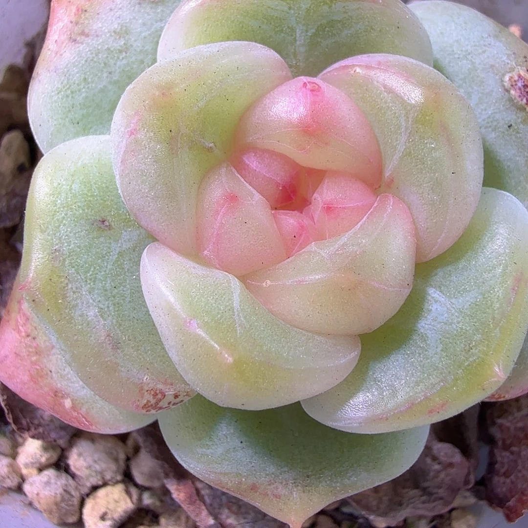 粉白甜心多肉植物特有伤