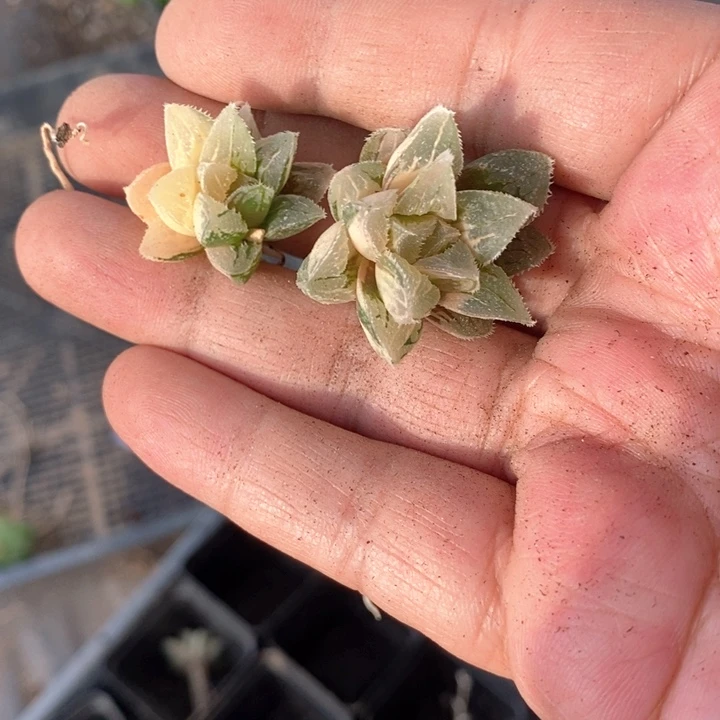 梦3026。 一组福利