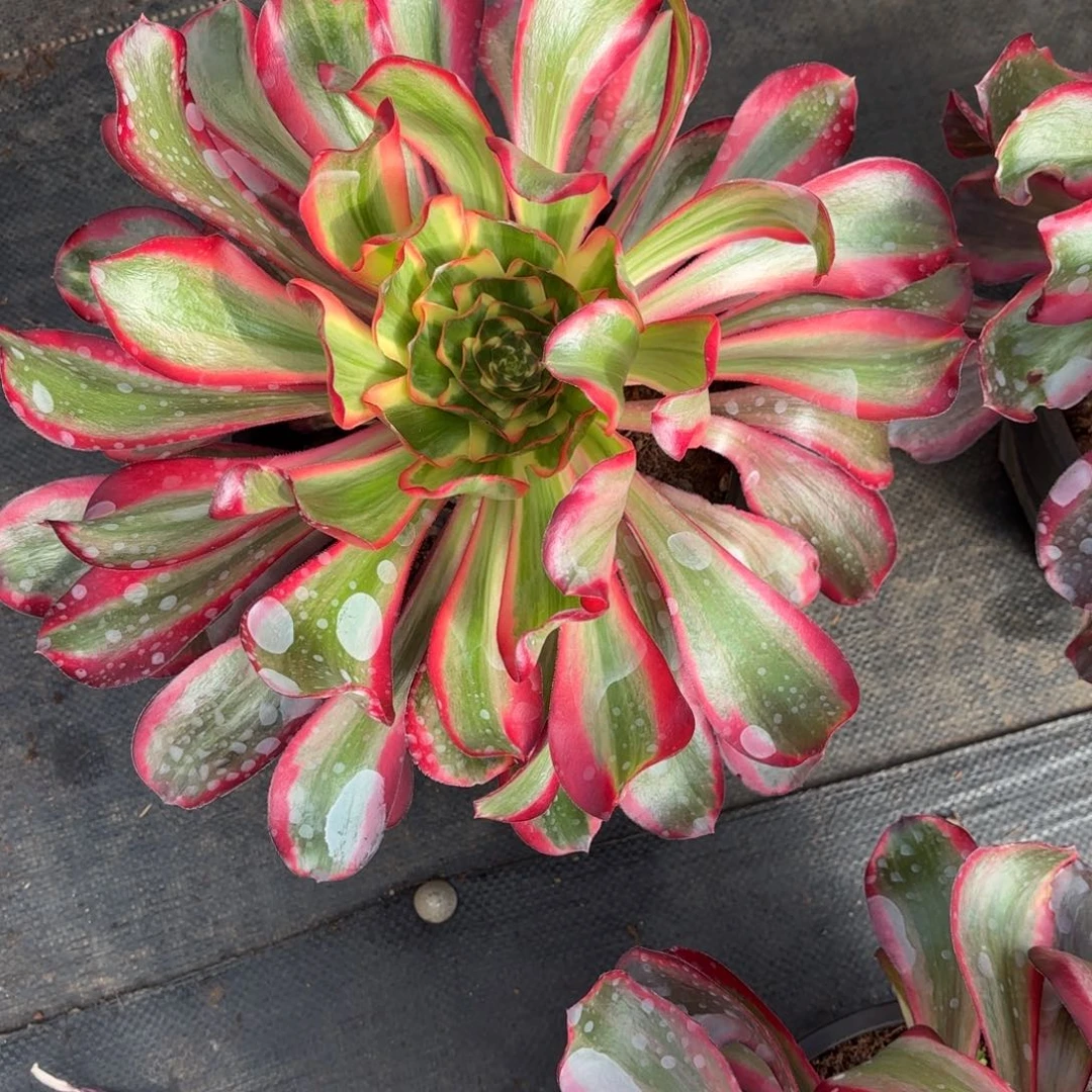 多肉法师红魔女，发货