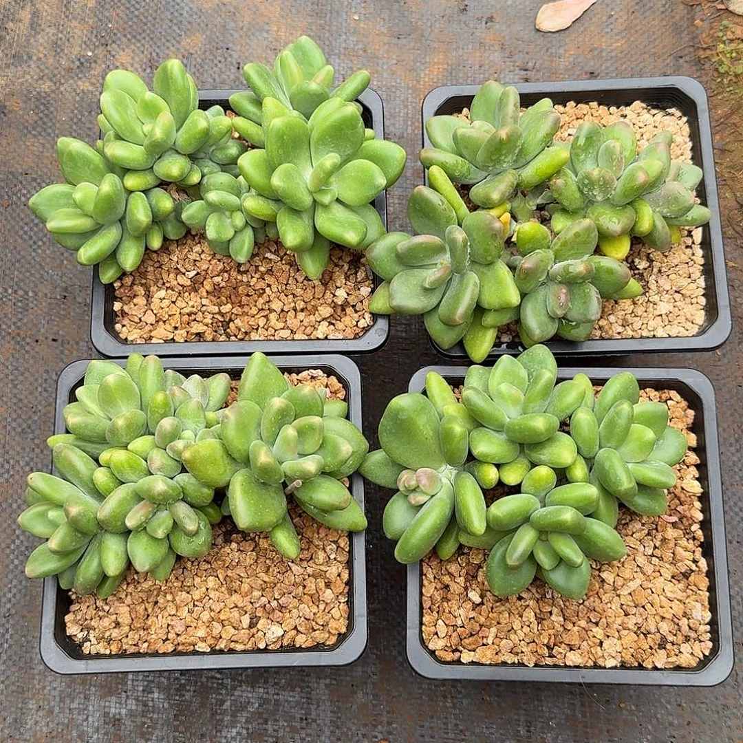 芒果奶精控无砍群生