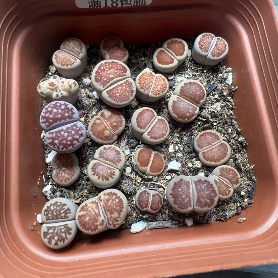 【闪购商品】 466。