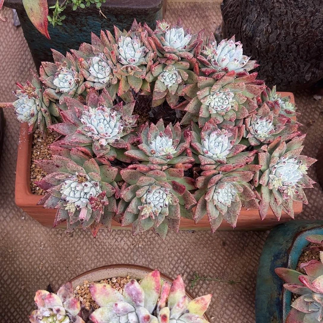 5394白雪仙女杯多肉