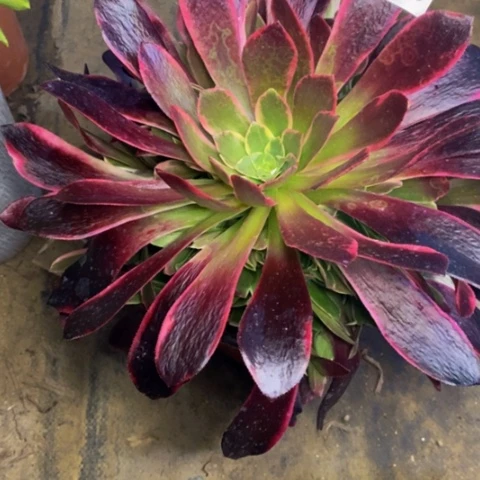 金丝雀多肉植物2840