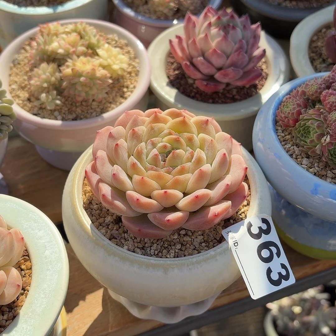 〝***裏秘境冰魄多肉带盆发货363