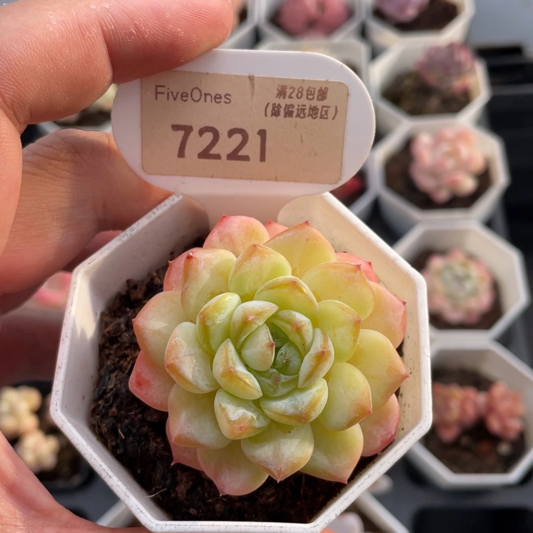 冰葡萄7221-5厘米