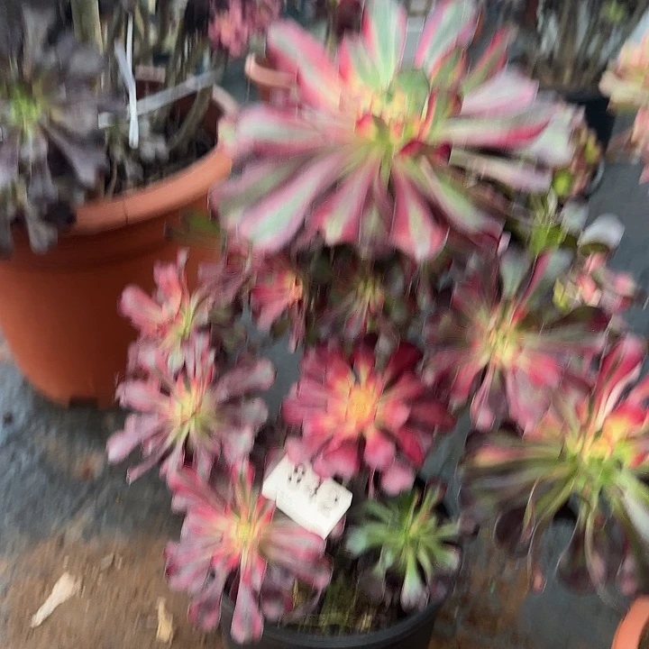 精品多肉植物0842