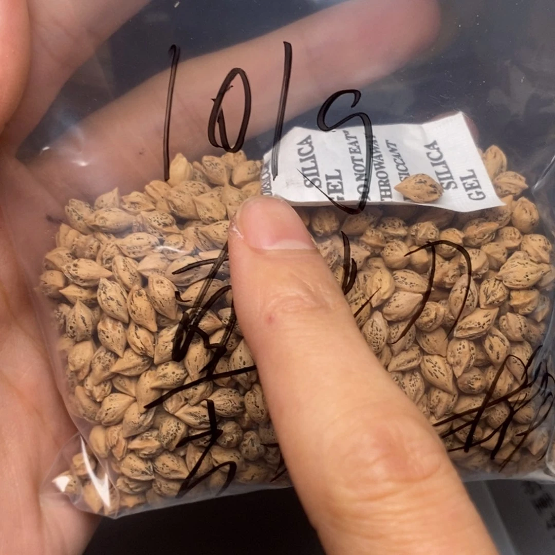 柏香籽/百香籽吊坠