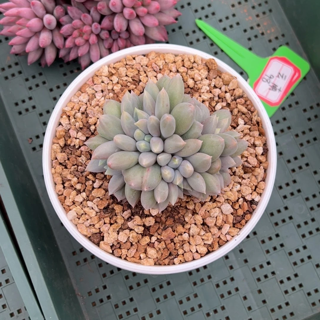 珈***店云南30。