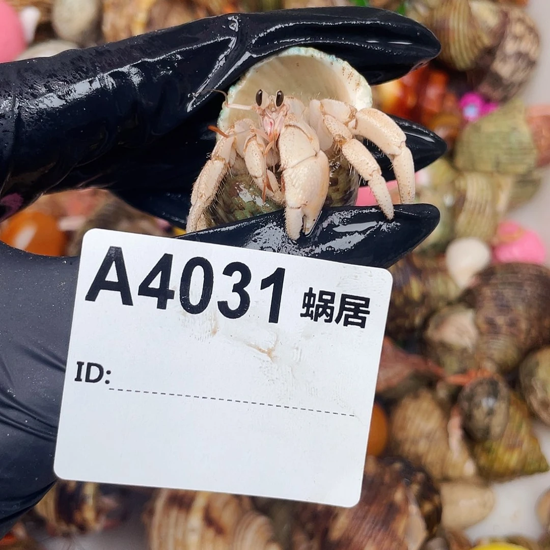 杨****寄居蟹寄居蟹4031