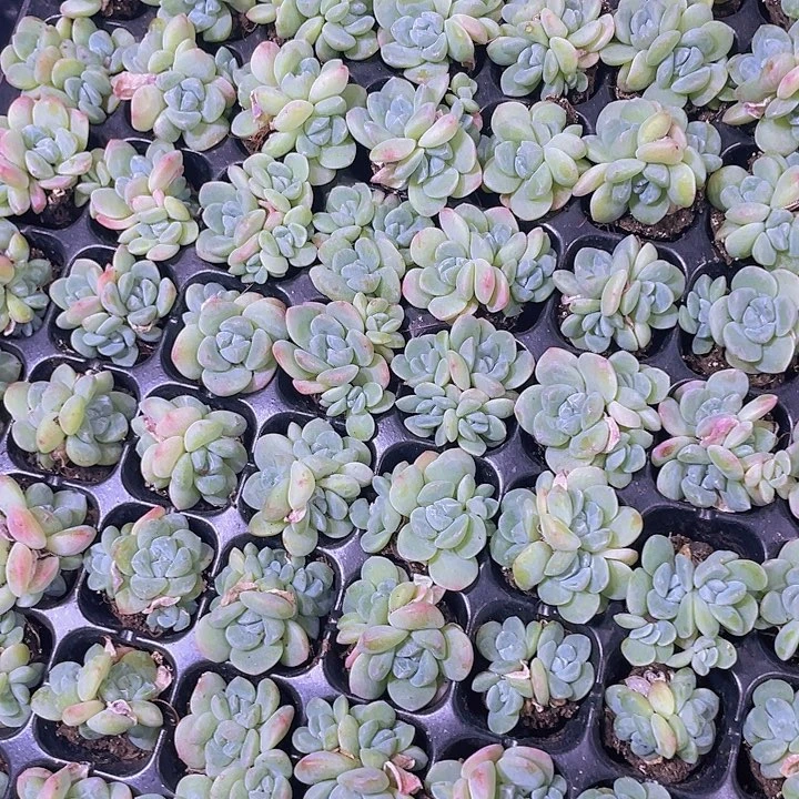 冰玉群生精品多肉