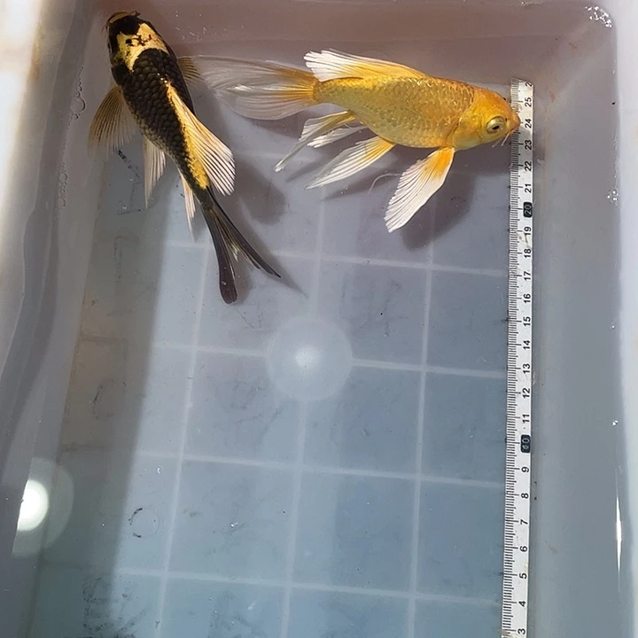 蝴蝶鲤鱼渔场直发44