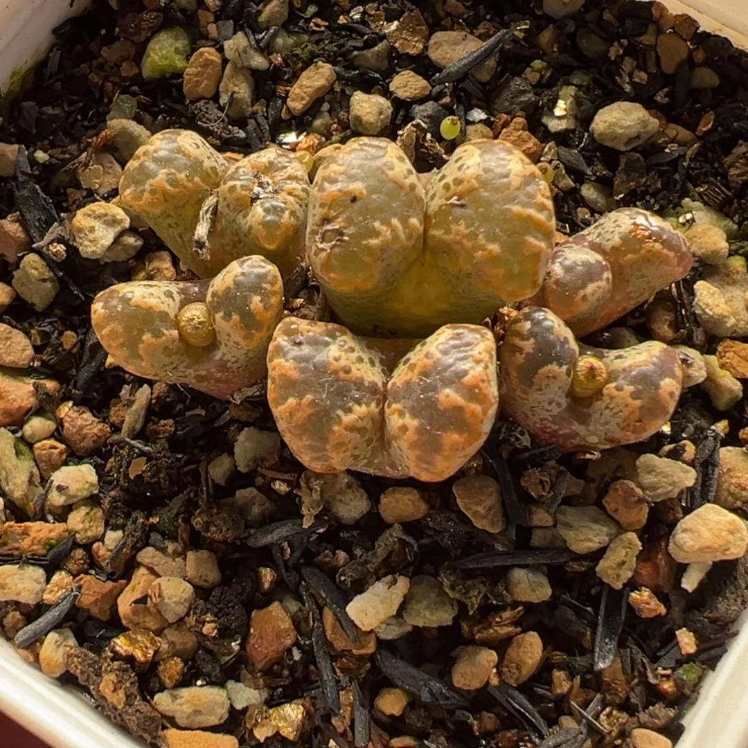 985多肉植物种类多样