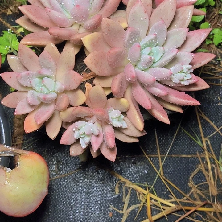 蒋***ღ这也算是为数的教训嘛