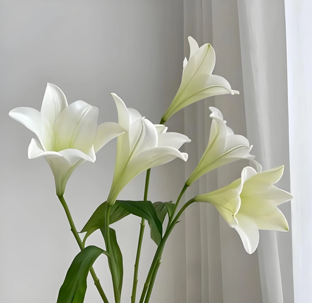 铁袍白色无香味东北辽宁凌源鲜切花