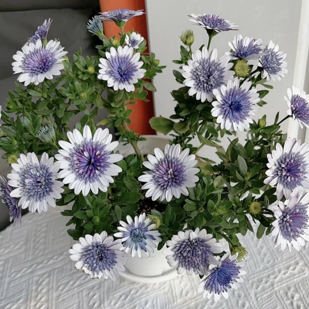 蓝莓冰瑶蓝目菊盆栽丛生庭院植物清香新手易养护爆花强喜水