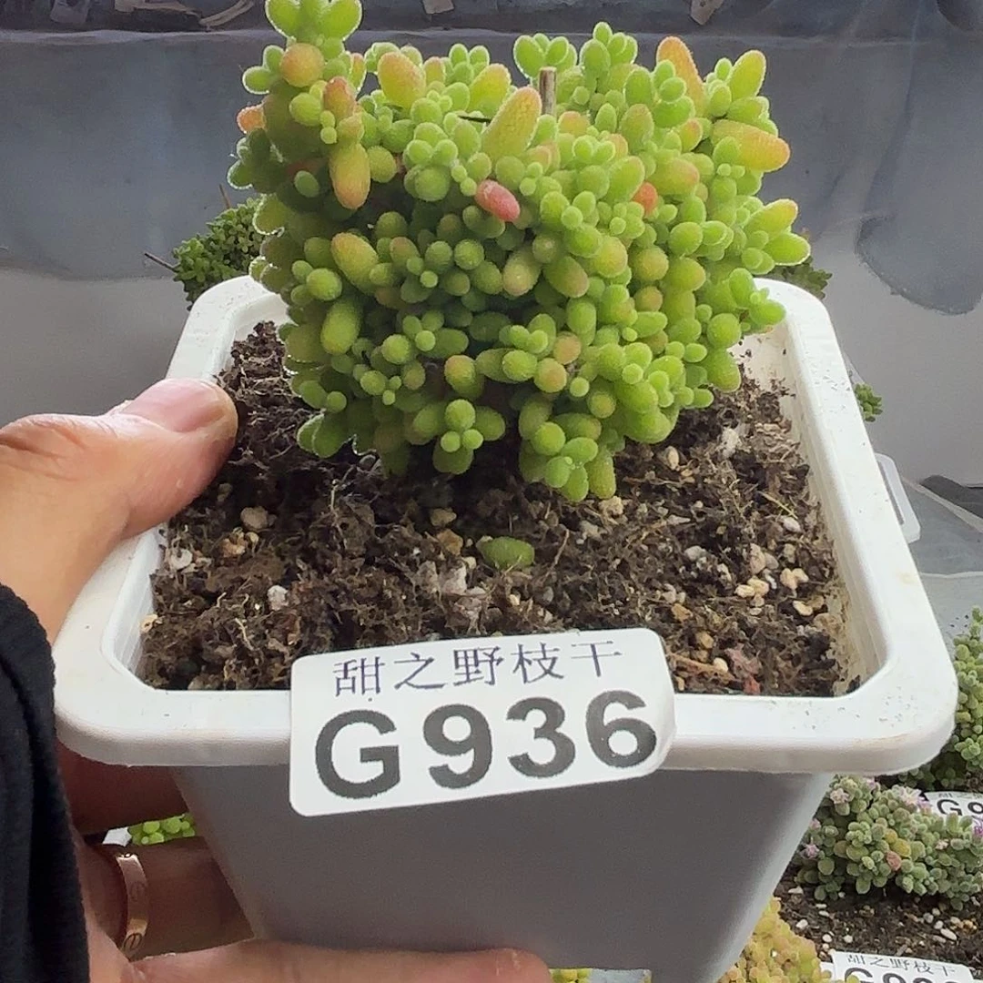 936蜜橘糖啊枝干个