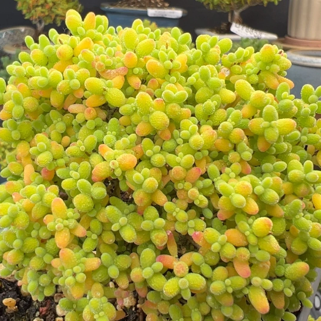 【闪购商品】dy6909精控蜜橘糖球冠幅8.5cm