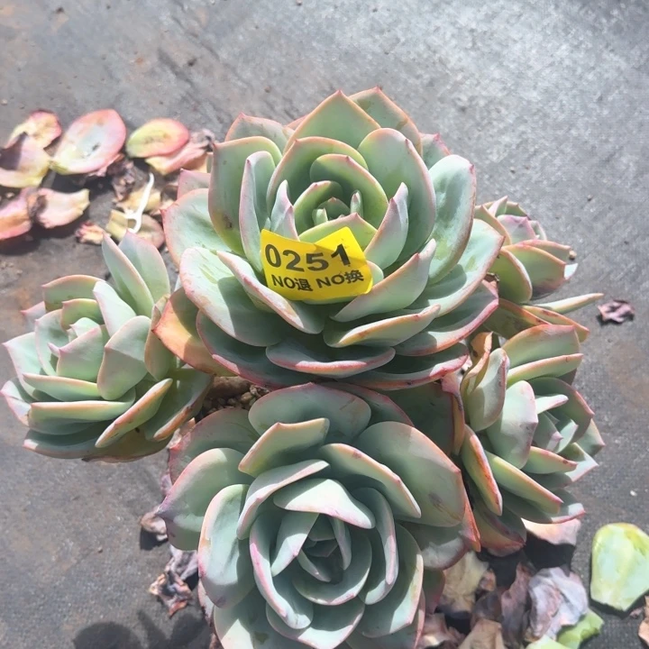 0251无砍老庄大白凤