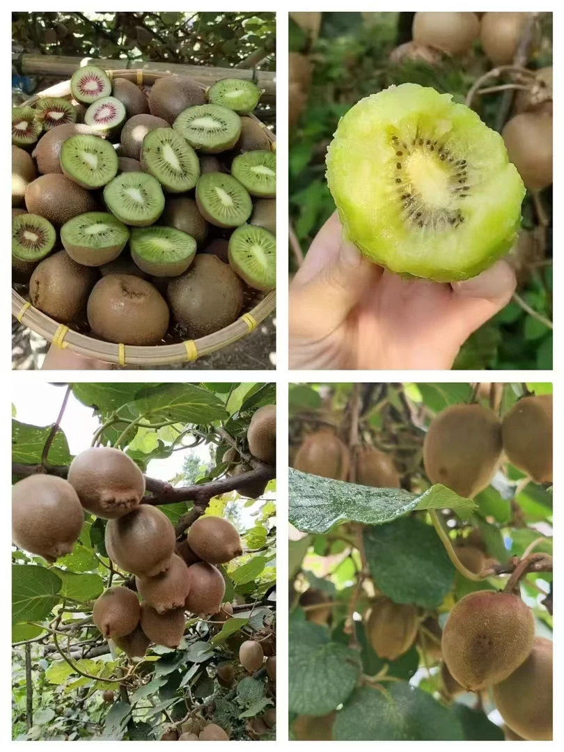 高山自然生长新鲜绿心猕猴桃香甜多汁当季水果