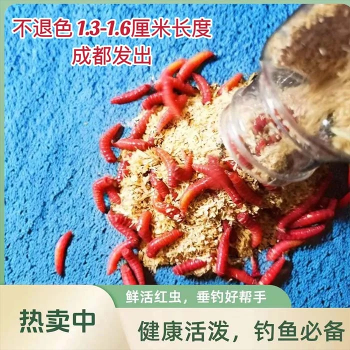 大红蛆鱼饵野钓鲫鱼昆虫蛋白红蛆活饵