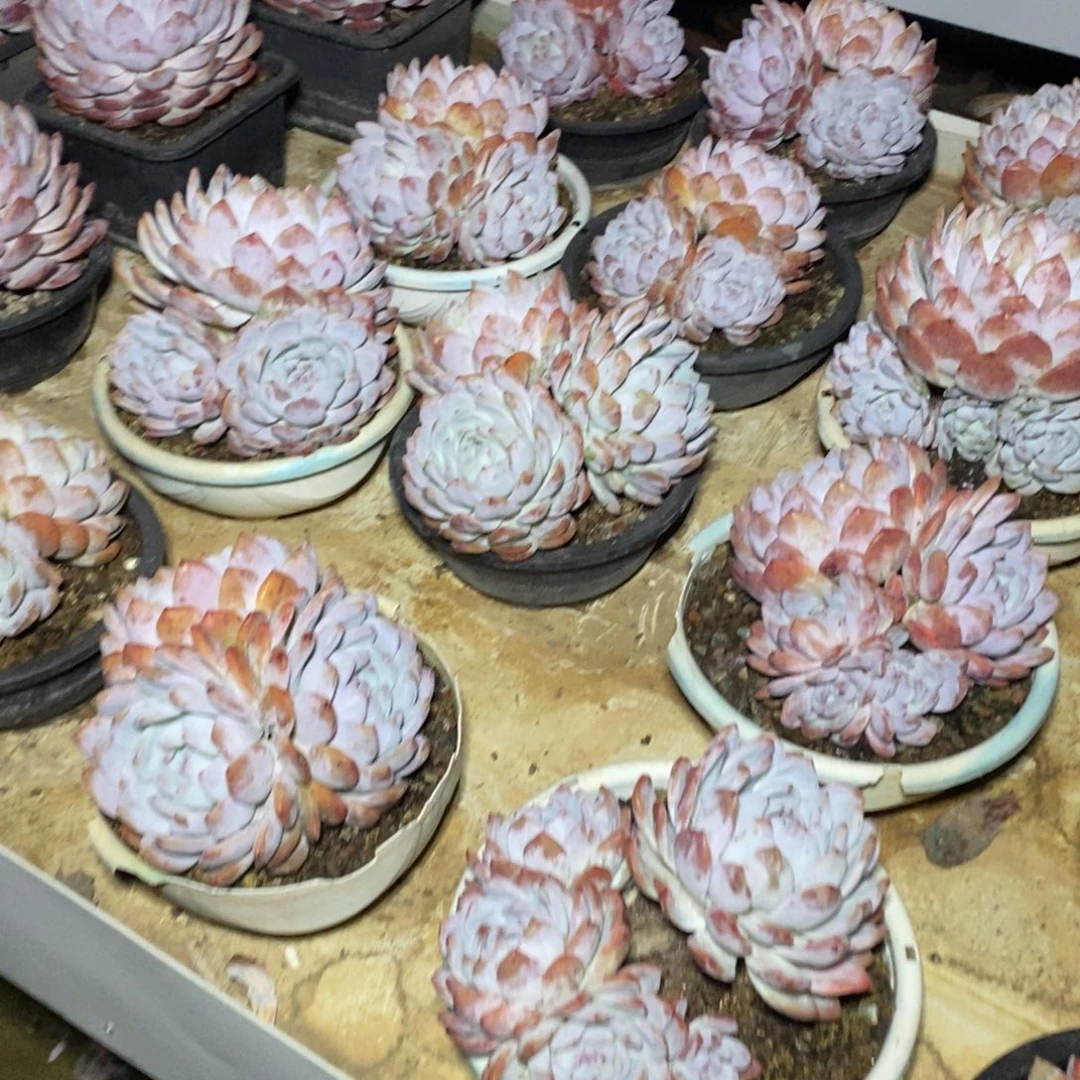 啊军喵多肉橙子群