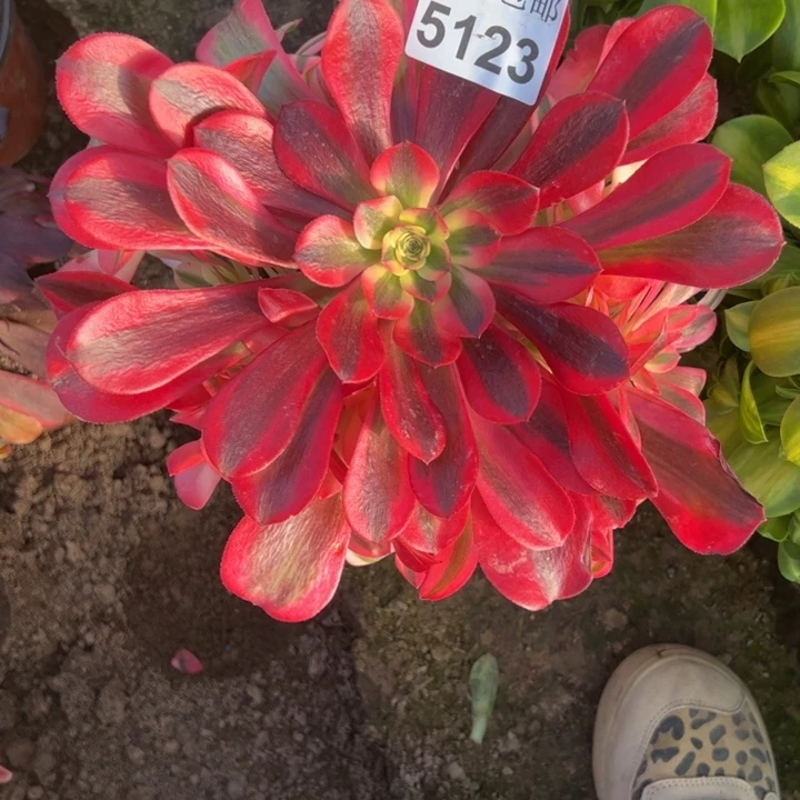 5123南美杜莎多肉植物