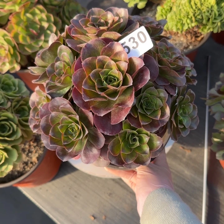多肉植物魅金530号