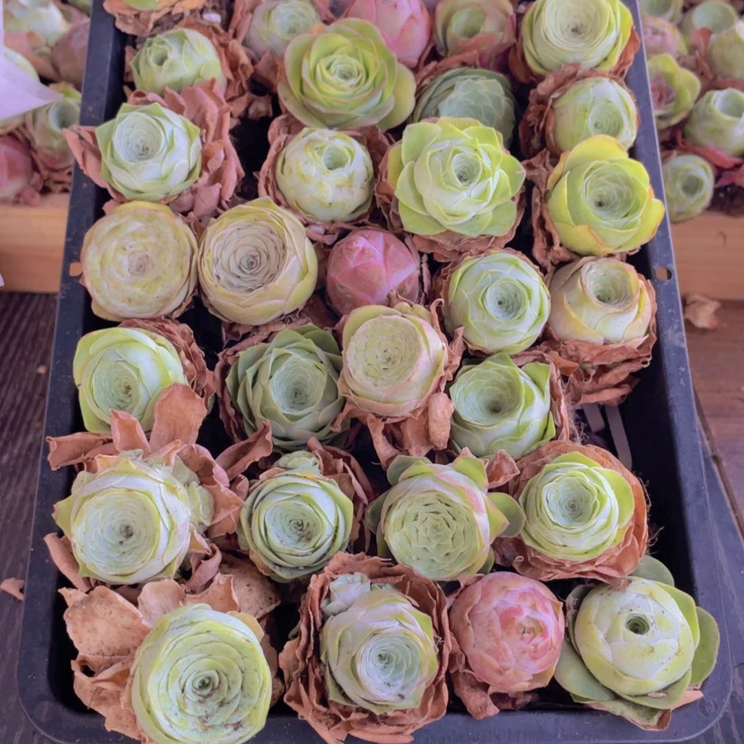 保底三十二颗量拍888888