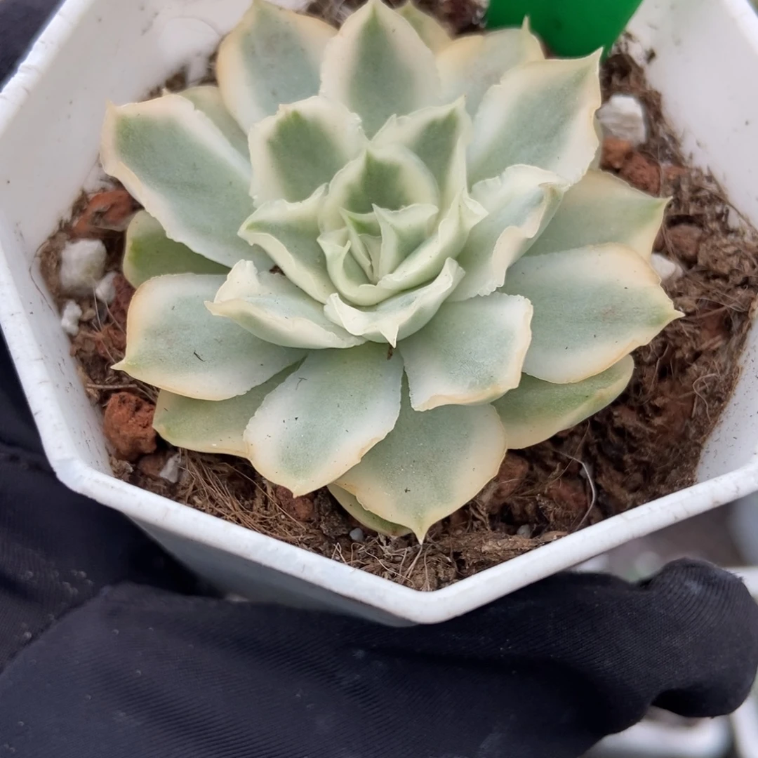 779紫蝴蝶锦多肉植物